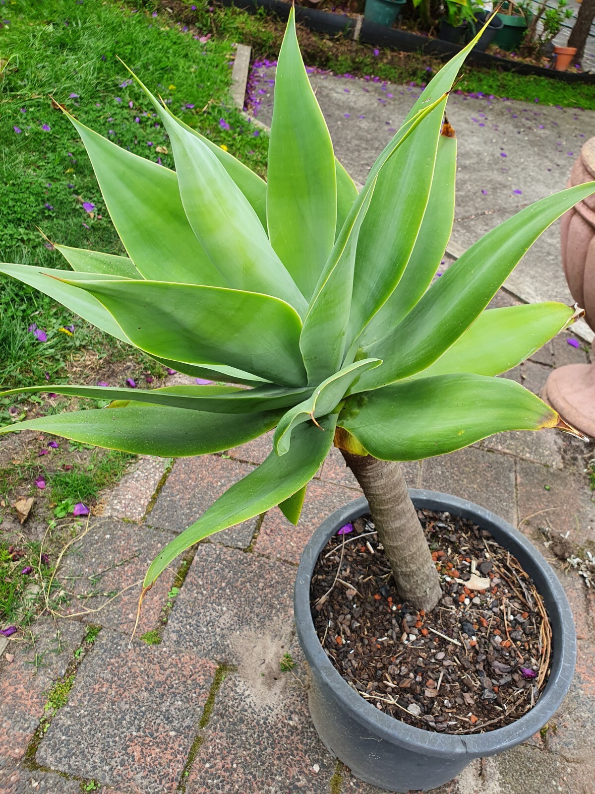 Agave Attenuata Lions Tail 55cm Diameter Straight Stem and Very Healthy