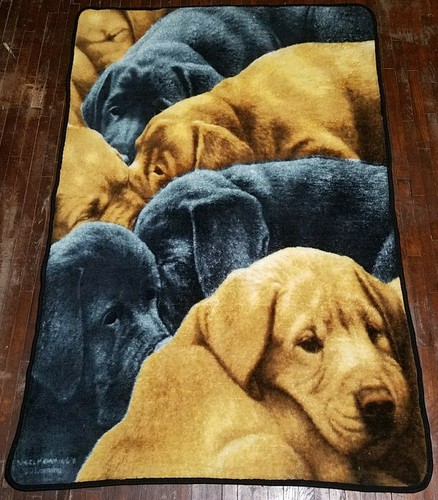 labrador dog blanket