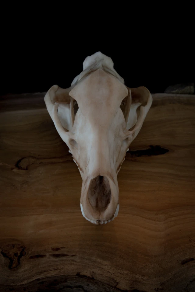 Tasmanian Tiger (thylacine) Skull -high quality replica-FREE world wide shipping - Bild 3 von 4