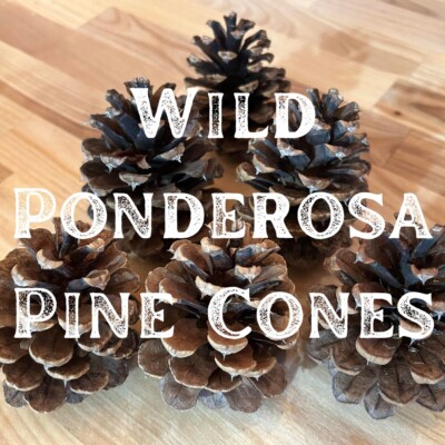 30 Cinnamon Scented Wild Pine Cones 3-4 inches tall From the Black Hills of SD!!