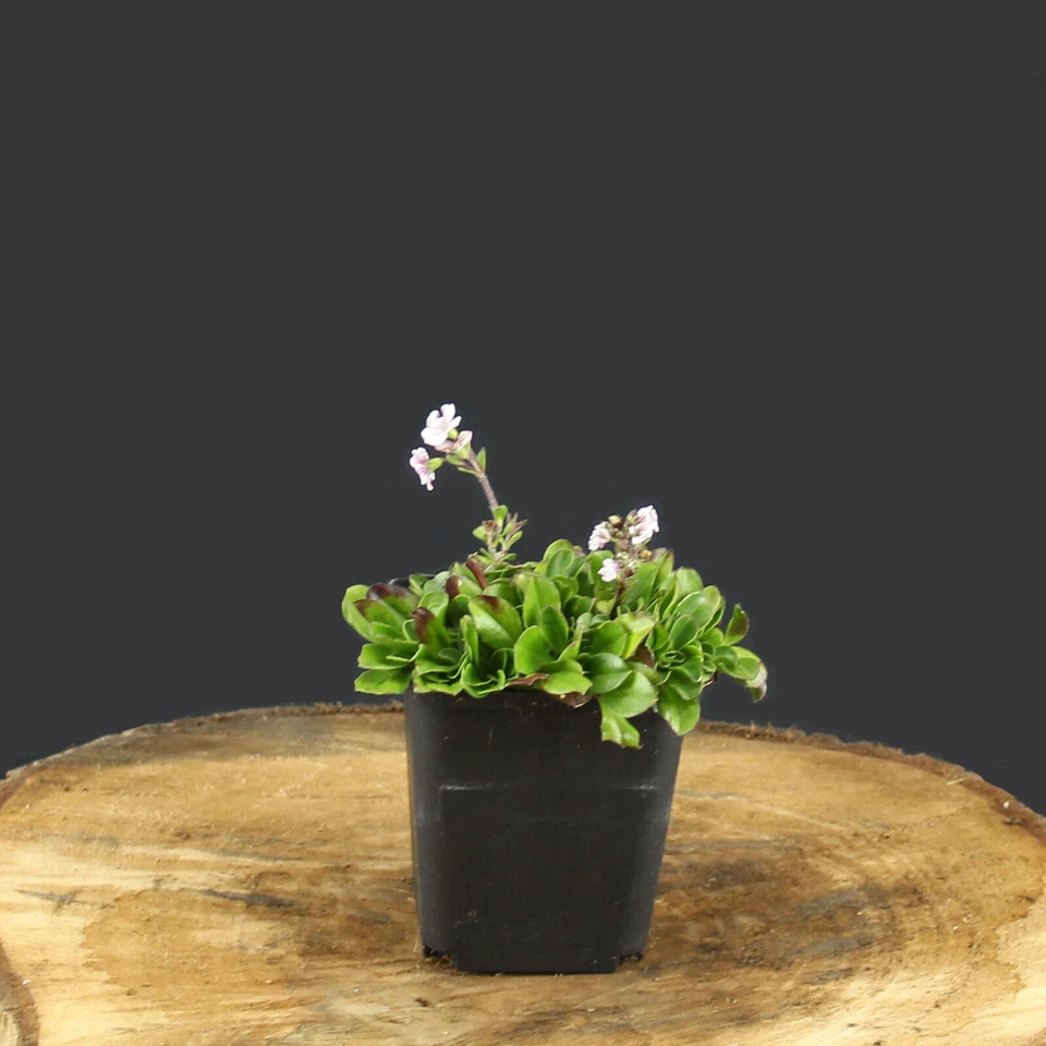 Himalaya-Schleierkraut Gypsophila Cerastioides reich blühende Bodendecker - Bild 2 von 2