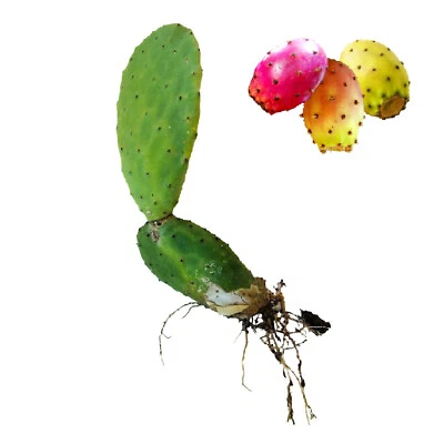 Prickly pear shovels with roots white yellow red fruits - O. ficus indica 3pcs