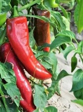 20 graines de poivron 