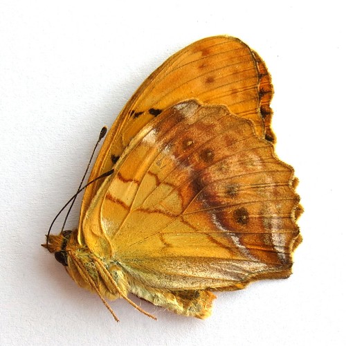 Collection unmounted butterfly nymphalidae damora sagana SICHUAN CHINA