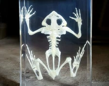 Large Bullfrog Skeleton in Resin, Frog Skeleton, Lithobates Catesbeianus