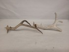 Deer Antlers (2) Brown & White — photo 4