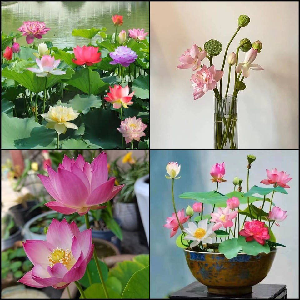 20 Bonsai Bowl Lotus Seeds (Mixed Color) Water Lily Flower Plant Finest