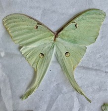 1 Set Green Luna Moth Wings Collected After Bat Attack Jewelry Crafts Taxiderm