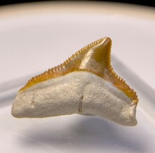 One Of A Kind Patho Bright Orange And White BV Bull Shark Tooth Fossil Sharks