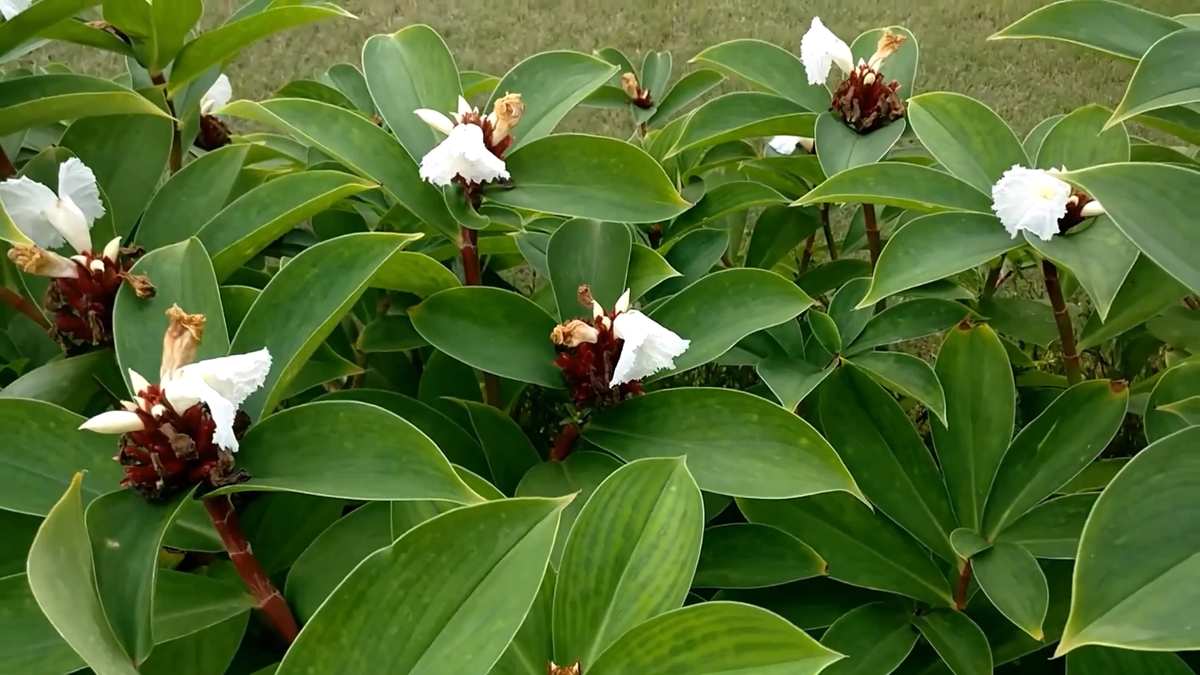 Costus Speciosus 15 Seeds, Cheilocostus Speciosus Hardy Crepe Spiral Ginger  | eBay