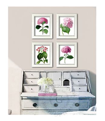 Botanical Art Reproduction Prints Unframed set of 4 Pink Hydrangea flowers Decor