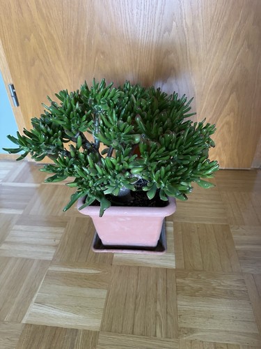 Crassula Ovata Pflanze Geldbaum Pfennigbaum Deutsche Eiche
