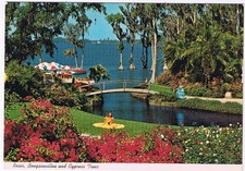 Postcard Roses Bougainvillea & Cypress Trees Cypress Gardens
