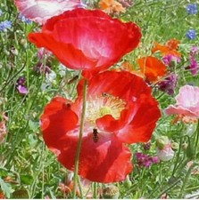 20+ POPPY SHIRLEY RED flower, USA seller 