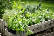 Herb Garden Kit | Chef 5 Pack | Parsley, Oregano, Cilantro, Dill, and Thyme