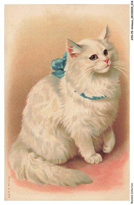 AYNP9-0772-CHAT - Le regard du chat blanc