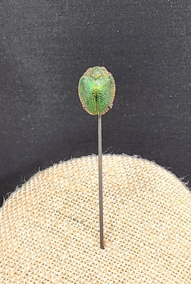ANTIQUE VICTORIAN STERLING SILVER REAL SCARAB BEETLE  STICK PIN - Image 3 of 4