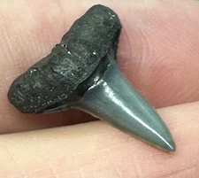 NICE LEMON SHARK TOOTH FOSSIL Negaprion Florida 3/4" fossilized