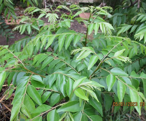 Curry Plant/Tree Curry Leaf Plant/Tree (Murraya Koenigii) 38cm - 44 cm Tall - Picture 3 of 4