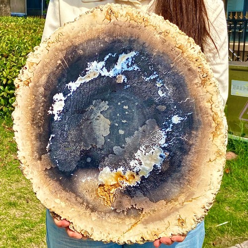 10.25LB Natural Wood Fossil Slice Specimens Reiki Healing - Madagascar - 第 8/13 張圖片