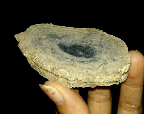FÓSIL DE MADERA PETRIFICADA, PAR DE REBANADAS CORTADAS, DE JAVA, INDONESIA, 64 MM Y 68 MM - Imagen 3 de 7