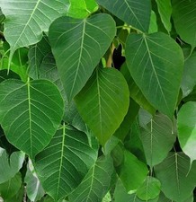 200 Semi Fico Sacro Ficus Religiosa Sacred Fig Bodhi Figuier des Pagodes seeds