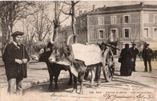 40 CPA PRECURSEURS  1903  DAX ATTELAGE DE BOEUFS