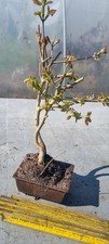 Prebonsai,  Feldahorn  , Acer campestre  in einer Bonsai-Schale 