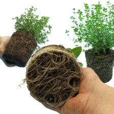 Large Garden Ready Plants - Sage, Thyme & Rosemary, Winter
