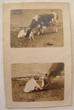 RPPC Real Photo Postcard LITTLE GIRL & Dog FEEDING COW Haverhill MA 1907