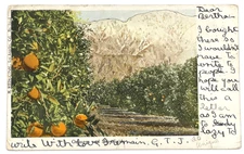 1904 Redlands California Oranges Postcard Snow M. Rieder Los Angeles 133