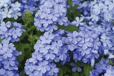 T&M Plumbago (Cape Leadwort) Evergreen Shrub Vigorous Grower 9cm Potted Plants