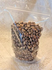 New Mexico Piñon Pine Nuts 2024 |  8oz ~ Roasted & Salted Pinon