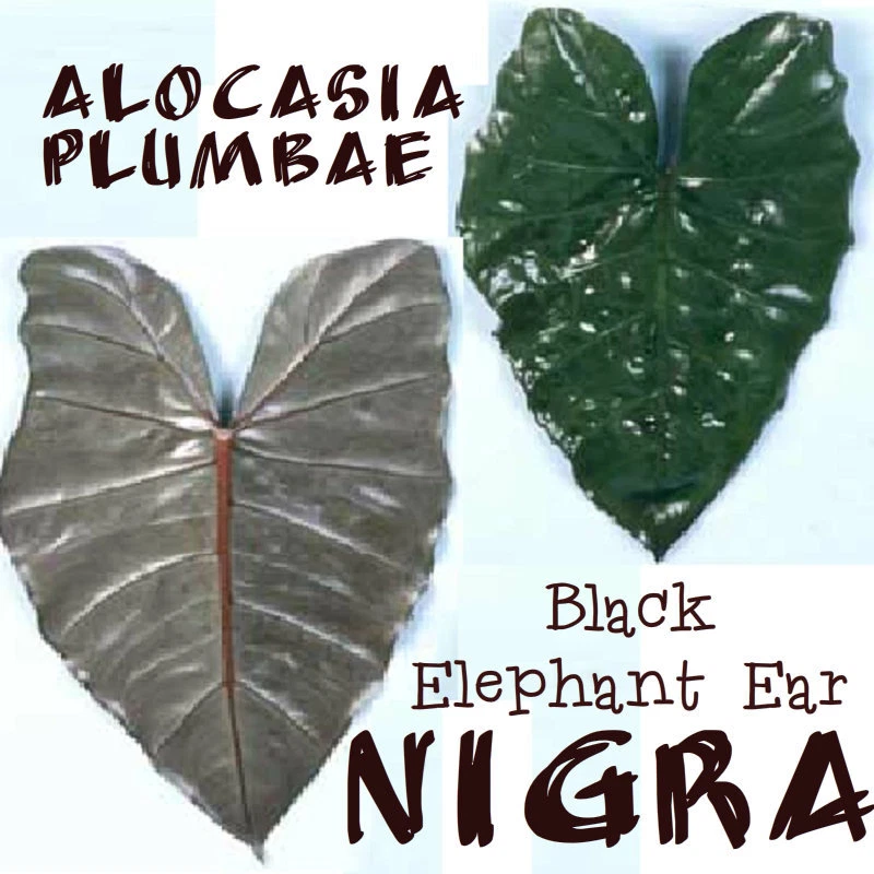 ~NIGRA~ Alocasia plumbae METALLIC TARO the Black Elephant Ear Live Potd sm Plant