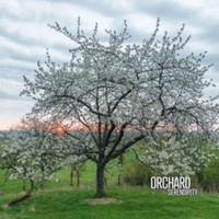 Orchard - Serendipity - Cd - G3Z