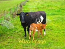 Photo 6x4 Cow and Calf Lagavulin Near Lagavulin. c2007