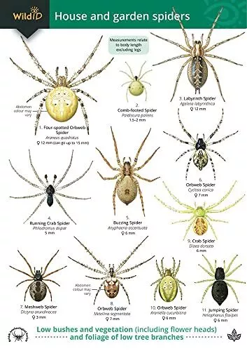Cheap spiders sale
