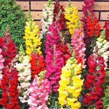 Giant Snapdragon Mix | 300+ seeds | Antirrhinum Majus | Same Day Dispatch