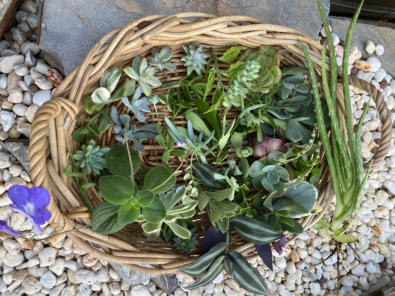 Picture 2 of 13