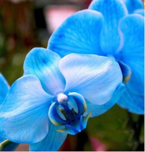 20 GRAINES pour orchidée bleue rare fleur jardin plante d'intérieur exotique vendeur états-unis - Photo 1 sur 4