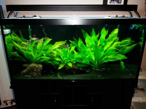 3 Pack Amazon Sword Echinodorus Bleheri Live Aquarium Plants - Picture 6 of 12