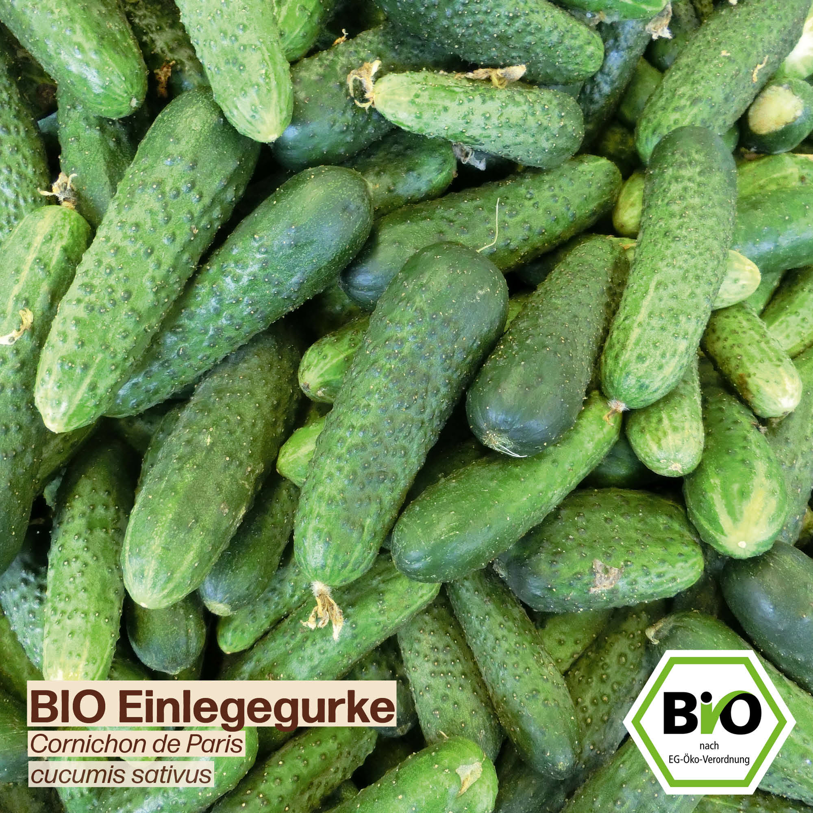 BIO Gurken Samen Sorte Cornichon de Paris Gemüsesamen BIO Gemüse