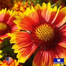 25Gaillardia - Blanket Perennial Wildflower Aristata Seeds Non-GMO 108.68 per gallon