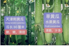 2Varieties Chinese Cucumber Seeds pack28seeds each. 天津刺黄瓜，水果黄瓜（旱黄瓜）种籽.每种28粒，共56粒