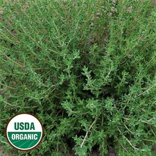 Common Thyme Organic Herb - Heirloom Non GMO 300 Seeds Fragrant- FREE Shipping  