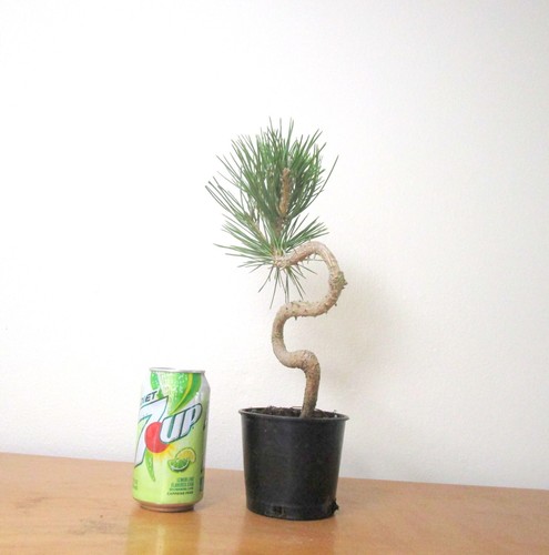 Japanese Black pine for shohin mame bonsai tree curving trunk multiple listing - Picture 5 of 7