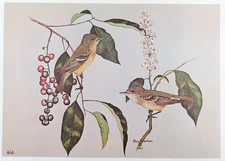 Rex Brasher Bird Print, Yellow Bellied Flycatcher, 16x12 in.