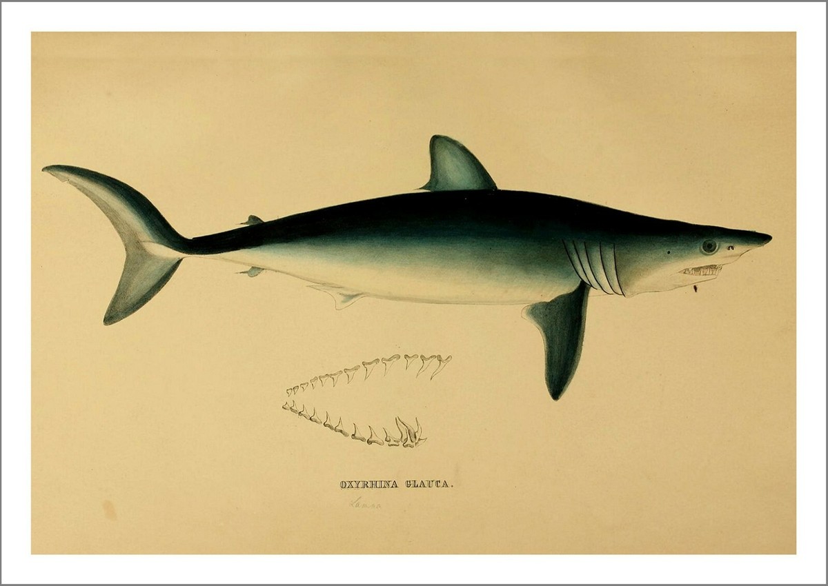 mako  油絵 SHARK PRINT: Vintage Mako / Bonito Illustration Art Print | eBay