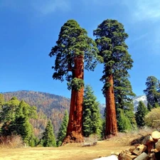 GIANT SEQUOIA SIERRA REDWOOD SEEDS (Sequoiadendron Giganteum) Fast Hardy
