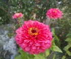 ZINNIA 'Salmon Rose' 50+ Seeds flower garden HOT CLIMATES easy plant spring